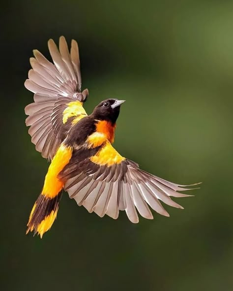 Dynamic Bird Photography, Birds Flying Photography, Flying Photography, Macro Photography Insects, Watercolour Bird, Oriole Bird, Reference Animals, Yellow Canary, World Birds