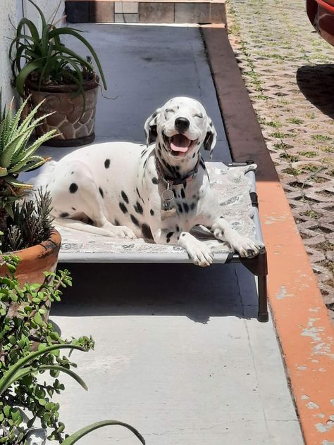 Dalmatian Aesthetic Wallpaper, Dalmation Aesthetic, Dalmatian Puppy Aesthetic, Dalmatian Aesthetic, Dogs Sleeping, Dalmatian Puppy, Dalmatian Dog, Dalmatian Dogs, Pretty Animals