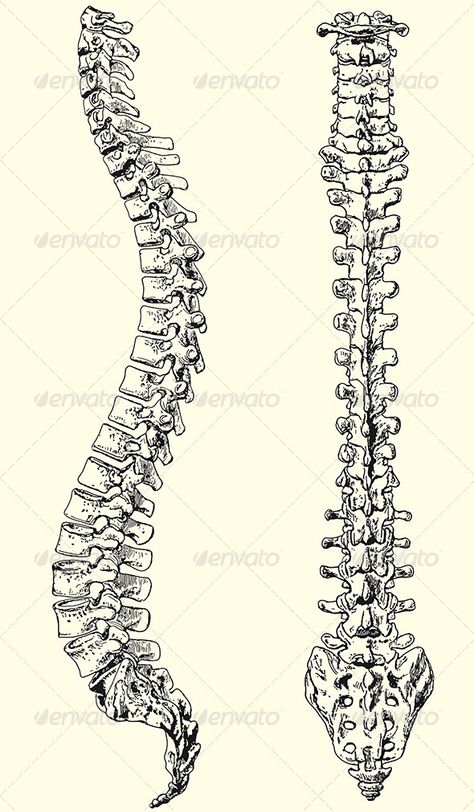 i want a spine with an A.S. ribbon wrapped around it Spine Diagram Anatomy, Spine And Ribs, Spine Diagram, Human Spine Drawing, Spine Art Reference, Spinal Chord, Vertebrae Drawing, Vertabae Spine Tattoo, Backbone Anatomy