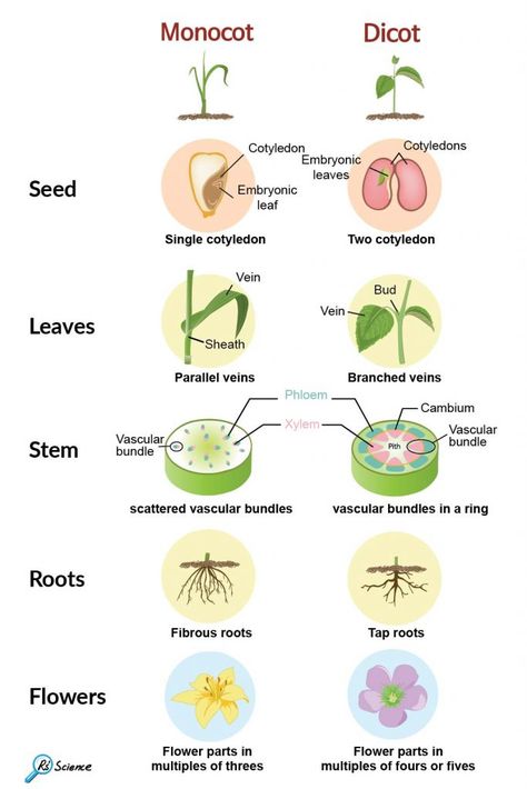 Monocot And Dicot Plants, Monocots And Dicots, Monocot Vs Dicot, Plant Biology, Science Diagrams, Biology Plants, Botanical Science, Plant Classification, Learn Biology