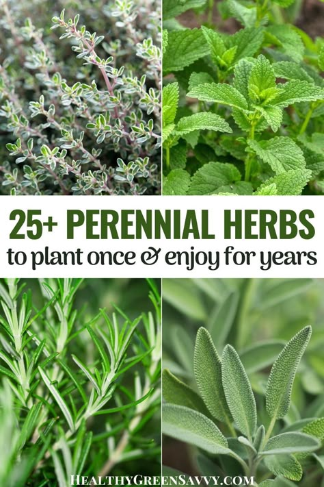 Front Herb Garden, Wild Herb Garden, Herbs To Plant, Homesteading Life, Medicine Garden, Outdoor Herb Garden, Herb Garden Ideas, Herbs To Grow, Medicinal Herbs Garden