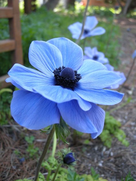 Blue Anemone, Blue Anemone Flower, Wood Anemone, Flower Close Up, Anemone Flower, Crepe Paper Flowers, Flower Prints Art, Exotic Flowers, Botany