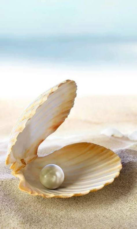 Clam Pearl, Pearl Paint, Sea Theme, Jolie Photo, Sealife, Ocean Life, Sea Creatures, Sea Life, Under The Sea