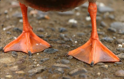 On land ducks are a comical, awkward sight. Their hind limbs have been modified for swimming. The feet and legs of swimming Anseriforms are strongly muscled, and have lengthened second, third, and fourth toes. These toes support a web of skin for paddling. This pattern of webbing is termed the palmate foot type. First toe has no webbing, and makes little or no contribution to the paddle. However, in some diving ducks, the first digit, sports a fleshy lobe that provides an extra swimming boost. Imaginary Animals, Leg Reference, Duck Feet, Happy Farm, Oranges And Lemons, Orange Crush, Little Birds, Swans, Family Farm