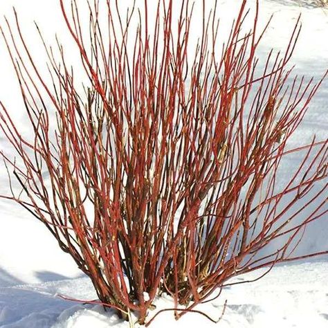 Life In Minnesota 11 of the Best Shrubs for Minnesota Yards and Gardens https://www.lifeinminnesota.com/shrubs-for-minnesota/ Cornus Sericea, Dogwood Shrub, Red Osier Dogwood, Red Twig Dogwood, Twig Dogwood, White Flower Farm, Garden Shrubs, Landscape Plans, Landscaping Tips