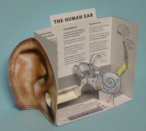 Cut-and-assemble paper model of the HUMAN EAR Human Body Projects, Ear Anatomy, Science Models, Biology Projects, Human Body Unit, Human Ear, Elementary Science, Paper Model, Homeschool Science