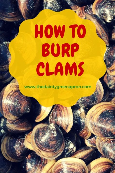 How to Burp Clams | The Dainty Green Apron Steamed Clams Recipe, How To Clean Clams, Clams Recipe, Boil Recipes, Steamed Clams, Seafood Boil Recipes, Green Apron, Delicious Seafood Recipes, Delicious Appetizer Recipes