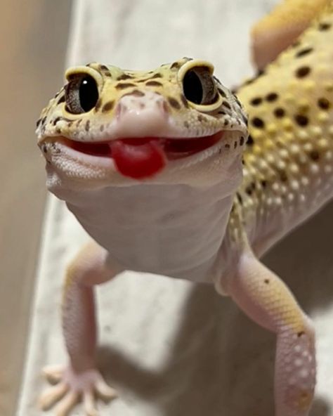 Leopard Gecko Smile, Spotted Gecko, Leopard Gecko Cute, Funny Lizards, Cute Gecko, Pet Lizards, Cute Lizard, Leopard Geckos, Cute Reptiles