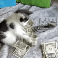 Cash Rules Everything Around Me, Amazing Gifs, Silly Cats Pictures, Cute Cat Gif, Silly Cats, Pretty Cats, Cat Gif, Baby Cats, Funny Babies