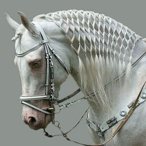 Horse Hair Ideas, Horse Hairstyles, Mane Braids, Horse Mane Braids, Ahal Teke, Horse Braids, Horse Hair Braiding, Horse Braiding, Horse Mane