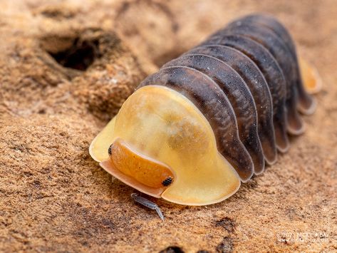 Woodlouse "Rubber Ducky" ("Cubaris" sp.) - P9280412x | Flickr Giant Isopod, Pill Bug, Luxury Birthday Gifts, Cool Insects, Bug Collection, Cool Bugs, Beautiful Bugs, Rubber Ducky, Reptiles And Amphibians