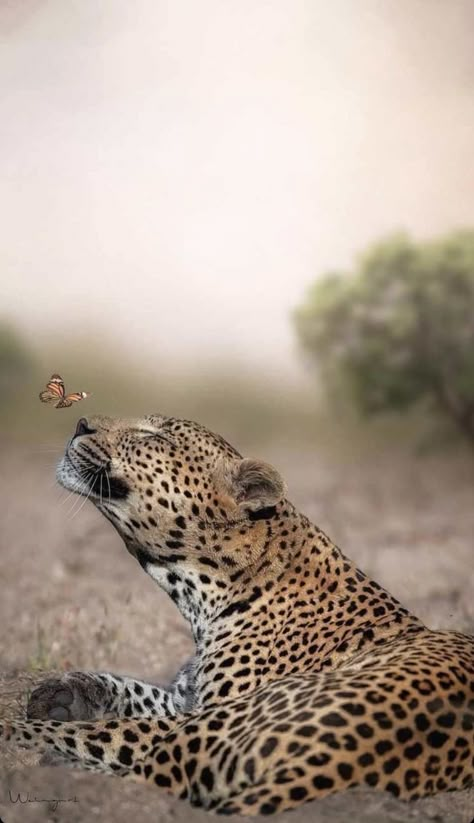 Pet Day, Pretty Animals, Cute Wild Animals, Big Cat, Leopards, Animal Wallpaper, Animal Planet, Animal Photo, Beautiful Animals