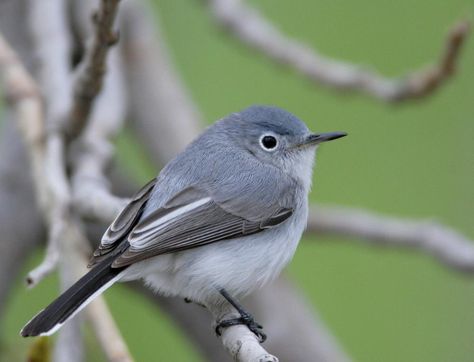 Blue-grey Gnatcatcher Colorado Birds, Texas Birds, Blue Gray Gnatcatcher, Bird Calls, North And South America, Nature Birds, Backyard Birds, Pretty Birds, Galveston