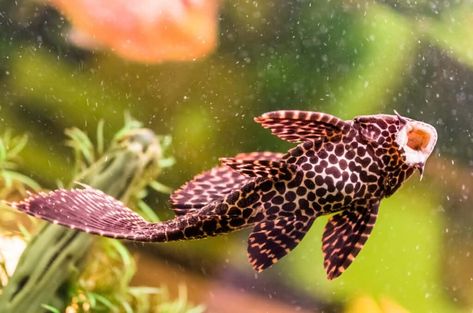 Sucker Fish: The Loricariidae Family | Aquariadise Bristlenose Pleco, Sucker Fish, Glass Catfish, Betta Fish Tank Mates, Betta Tank Mates, Male Betta Fish, Pleco Fish, Fancy Fish, Neon Tetra