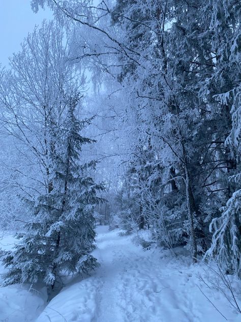 Snowy forest, forest, snow, snowy, nowfall, trees, sweden, canada, winter, december, January, new years, christmas, hot chocolate, coquette, dolette, lanadelrey, sky, aesthetic Ice Winter Aesthetic, Snowy Tree Aesthetic, Winter Animals Aesthetic, Winter Aesthetic Forest, Nature Aesthetic Winter, Snowy Woods Aesthetic, Canada Snow Aesthetic, Snow Covered Forest, Winter Forest Photography