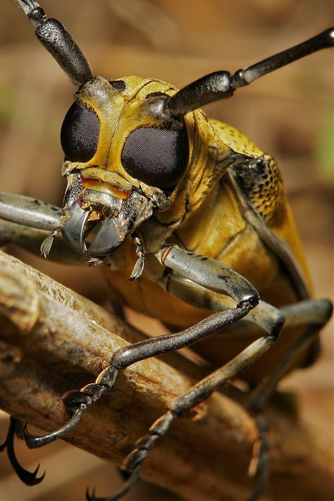 https://flic.kr/p/ceAEHq | Mulberry Longhorn Beetle (Apriona germari, Lamiinae, Cerambycidae) | Pu'er, Yunnan, China  My Tumblr blog, SINOBUG, features photo series and images from my portfolio of Chinese insects and spiders...... Longhorn Beetle, Yunnan China, My Portfolio, Photo Series, Spiders, Tumblr Blog, Bugs, Insects, Portfolio