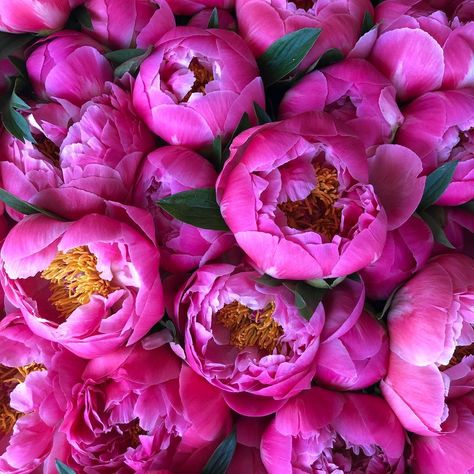 Moyses Stevens on Instagram: “Today, it’s all about the peonies! (no filter needed) . . . #peony #peonies #pinkpeony #humpdayvibes #wednesdaypost #londonflorists…” Moyses Stevens, No Filter Needed, Garden Tours, No Filter, Pink Peonies, Pretty In Pink, Peonies, Florist, Planting Flowers