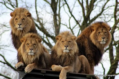 3 Lions Photos, Funny Lion Pictures, Loin Photo, 4 Lions, Big Cat Family, Lion Africa, Funny Lion, The Lion Sleeps Tonight, Wild Animals Photography