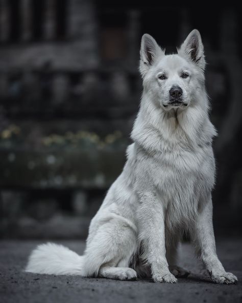 Albino German Shepherd, White German Shepherd Aesthetic, White Swiss Shepherd Dog, White Wolf Dog, Big White Dog, White Shepherd Dog, Swiss Shepherd Dog, Wolf Poses, Alsatian Dog