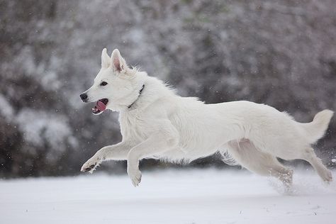 Swiss White Shepherd- so my next pup!! White Gsd, German Shepherd Funny, White Swiss Shepherd, White Shepherd, White German Shepherd, Cesar Millan, Pretty Dogs, White Dog, Wolf Dog