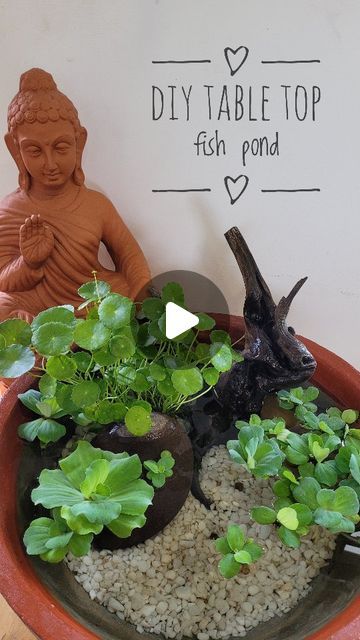 Linto Antony on Instagram: "Since most of you asked, resharing the DIY mini fish pond..  Steps: 1. I have used a small cement tank and painted outside with acrylic. 2. Added a driftwood 3. Used a pennywort plant which is planned in a container. 4. Added gravel and pebbles. This will help the pond to be cooler. 5. Added water cabbage which is a floating aquatic plant. 6. Added guppy fish which prevents mosquitoes.   #diyfishpond #fishpond #tabletopfishpond #minifishpond #fish #pond #diyponds" Pennywort Plant, Mini Fish Pond, Mini Pond, Fish Tank Terrarium, Guppy Fish, Diy Table Top, Aquatic Plant, Arijit Singh, Fish Pond