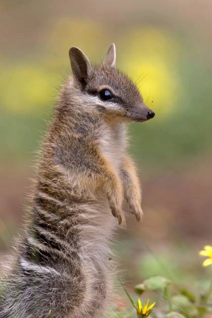 numbat / cuteoverload Australian Fauna, Australian Wildlife, Interesting Animals, Unusual Animals, Australian Animals, Animals Of The World, Cute Creatures, Sweet Animals, Tasmania