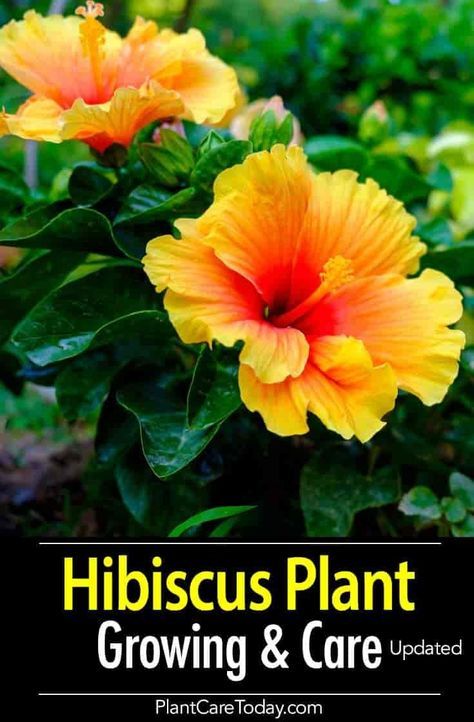 Growing the colorful Hibiscus plant adds a tropical flavor to the garden. Proper hibiscus care rewards you with a bush or tree full of beautiful red, orange, or pink Hibiscus flowers. [LEARN MORE] Hibiscus Tree Care, Hibiscus Care, Hibiscus Bush, Growing Hibiscus, Hibiscus Tree, Hibiscus Garden, Hydrangea Care, Hibiscus Plant, Pink Hibiscus