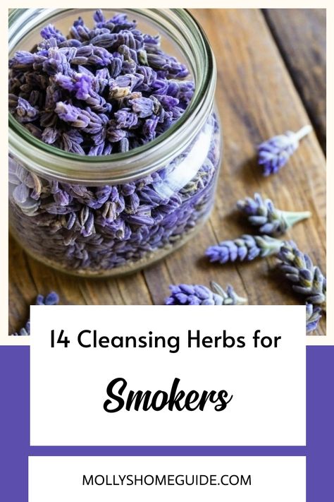 Discover a variety of herbs that can support lung health and relaxation. Whether you're new to smoking herbs or looking for lung tonics, explore chamomile, damiana, lavender, sage, mullein, licorice, ginkgo biloba, and echinacea. Find the best herbs for the lungs in this herbal smoking blend - perfect for easing into bedtime. Consider incorporating these smokable herbs into your routine for a calming experience and respiratory well-being. Best Herbs For Respiratory, Herbs For Respiratory Health, Smokable Herbs And Their Benefits, Lung Herbs, Holistic Medicine Recipes, Smokable Herb Blends, Herbal Notebook, Healing Herbs Medicine, Herbs For Lungs