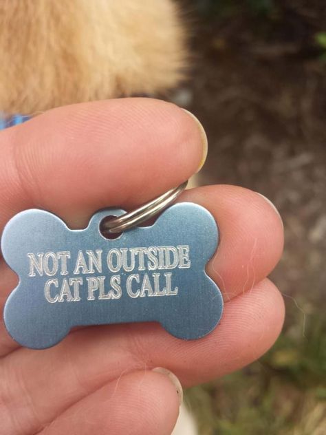 Special message on cat’s collar saves his life. Cat Collar Pattern, Cat Collar Necklace, Collar Ideas, Engraved Dog Collar, Colorful Cat, Pattern Cat, Cat Enclosure, Cats For Sale, Necklace Colorful