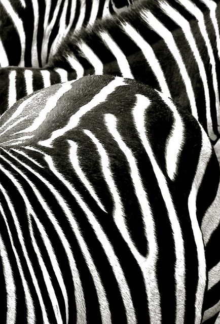 Zebra Stripes | Flickr – Compartilhamento de fotos! Zebra Blinds, Zebra Art, Zebra Stripes, African Animals, Animal Skin, Black N White, Patterns In Nature, Nature Animals, Animal Pattern