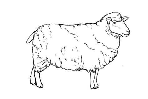 drawing of a lamb - Saferbrowser Yahoo Image Search Results Draw Sheep, Sheep Outline, Draw A Sheep, Drawing Sheep, Lamb Drawing, Sheep Drawing, Sheep Illustration, School Drawing, Sheep Paintings