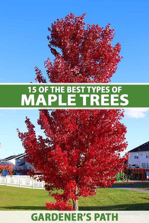 Maple trees are an amazing group of plants. But with so many incredible Acer species available, it can be hard to choose. That’s why we created this list of the best maple trees to grow at home. We provide a breakdown of what they have to offer and how to use them in the landscape. #mapletrees #landscape #gardenerspath Amur Maple Tree Landscaping, Amur Maple Tree, Red Point Maple Tree, Apollo Maple Tree, Best Maple Trees For Front Yard, Crimson Maple Tree, Armstrong Maple Tree, Columnar Maple Tree, Brandywine Maple Tree