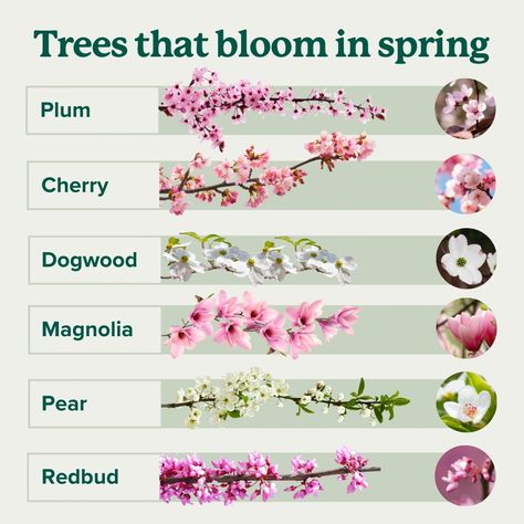 Bloom Watch! 🌸👀 Save this guide to identify the different types of flowering trees you see this spring. Ready to plant one of your own?… | Instagram How To Identify Trees, Identify Trees, Identifying Trees, Spring Blooming Trees, Tree Types, Blooming Trees, Cherry Blossom Flowers, Blossom Trees, Garden Trees