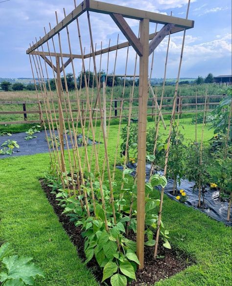 Pole Bean Trellis, Dream Greenhouse, Bean Trellis, Designer Garden, Patio Gardens, House Gardening, Modern Barndominium, Planters Garden, Fence Garden