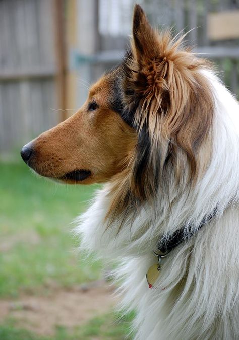 Scottish Collie Thane, displaying a nice side profile. Animal Side Profile, Dog Side Profile, Drawing Inspo Sketch, Dog Daycare Business, Welsh Sheepdog, Inspo Sketch, Easy Drawing Step By Step, Cat Breeding, Scotch Collie