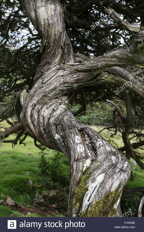 Download this stock image: Twisted Juniper Tree Trunk Juniperus communis North Pennines, Upper Teesdale, County Durham, UK - F1HR3B from Alamy's library of millions of high resolution stock photos, illustrations and vectors. Twisted Branches, Weird Trees, Juniperus Communis, Juniper Tree, Dry Tree, White Trees, Twisted Tree, Tree Textures, Nature Sketch