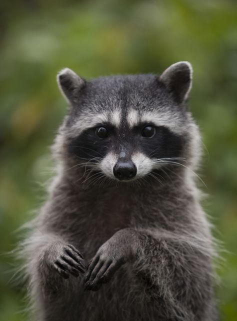 North American Raccoon  You are free to use this image with the following photo credit: Peter Pearsall/U.S. Fish and Wildlife Service Raccoon Pictures, Animal Reference, Fascinating Facts, Animal Wallpaper, Animal Tattoos, Facts About, North American, Fish, Nature