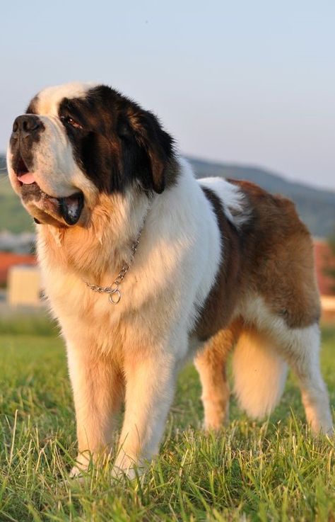 Massive Dogs, Big Fluffy Dogs, Saint Bernard (dog), St Bernards, Saint Bernards, Smartest Dog Breeds, St Bernard Puppy, Giant Dog Breeds, Big Dog Breeds