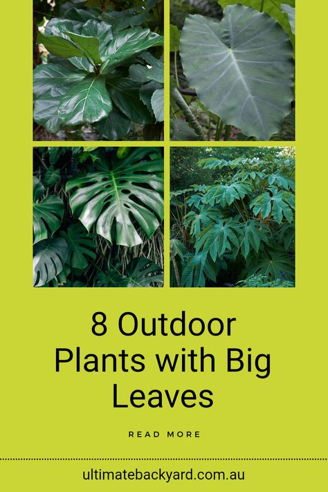 Transform your Australian outdoor space by selecting from our list of 8 outdoor plants featuring large leaves. From the iconic Fiddle Leaf Fig to the stunning Monstera Deliciosa, these plants not only add a tropical vibe to your garden but also improve the air quality. Suitable for various climates across Australia, they bring a lush ambience. Discover each plant's unique attributes and find out which ones will thrive best in your area. Read the complete article for expert advice on choosing and caring for these spectacular plants. Large Leaf Plants Indoor, Big Leaf Plants Outdoor, Plants With Big Leaves, Tropical Entrance, Types Of Lavender, Yellow Calla Lily, Tropical Gardening, Large Leaf Plants, Big Leaf Plants