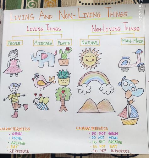 Chart telling about living things and non living things it's characteristics and it's bifurcation. Kindergarten Living Things Activities, Living And Non Living Activities For Kindergarten, Living Nonliving Anchor Chart, Living And Nonliving Anchor Chart Kindergarten, Living And Not Living Things Worksheet, Needs Of Living Things Grade 1, Living And Non Living Things Activity For Kindergarten, Living And Nonliving Anchor Chart, Living Thing Non Living Thing Worksheet