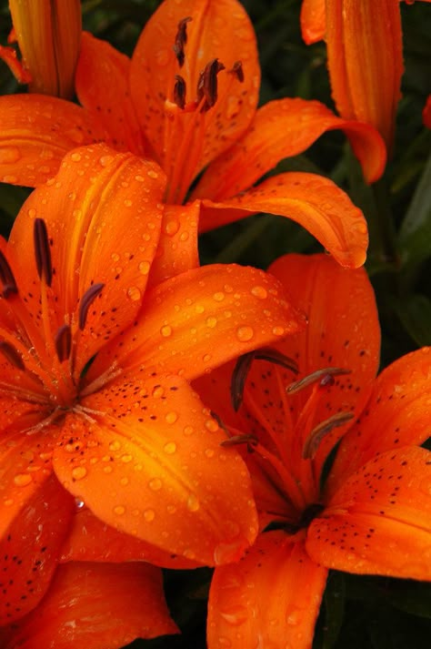 Tiger Lilies | Tiger Lilies, my mother's garden. | Aaron Tank | Flickr Orange Aesthetics, Orange Lilies, Tiger Lilies, Orange Tiger, Aesthetic Orange, Fleur Orange, Color Aesthetic, Rainbow Aesthetic, Orange You Glad