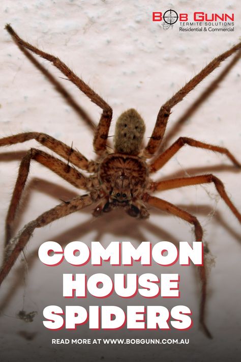 List of the most common spiders found in Australian home Spiders In Australia, Types Of Spiders, House Spider, Australian Homes, Types Of Houses, Pest Control, Be Careful, Spiders, Australia