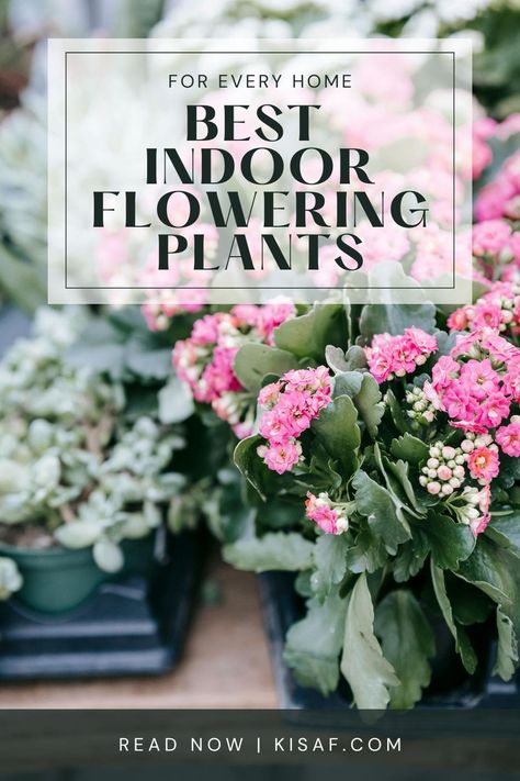 Top 11 Gorgeous Flowering Indoor Plants for Every Home Indoor Plants With Flowers, Fancy Plants, Plants For Rooms With No Natural Light, Indoor Flowers Low Light, Best Bedroom Plants Low Lights, Indoor Flowering Plants In India, Low Light Cat Safe House Plants, Low Maintenance Indoor Plants Clean Air, Flowering House Plants