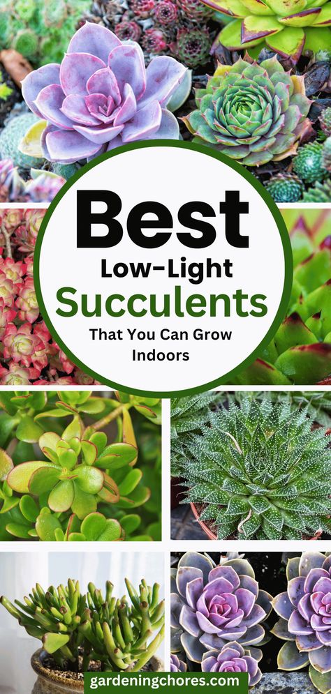 Low Light Succulents, Succulent Varieties, Succulent Potting Mix, Succulent Species, Small Succulent Plants, Succulent Garden Indoor, Beautiful Terrariums, Succulent Garden Design, Succulent Garden Diy