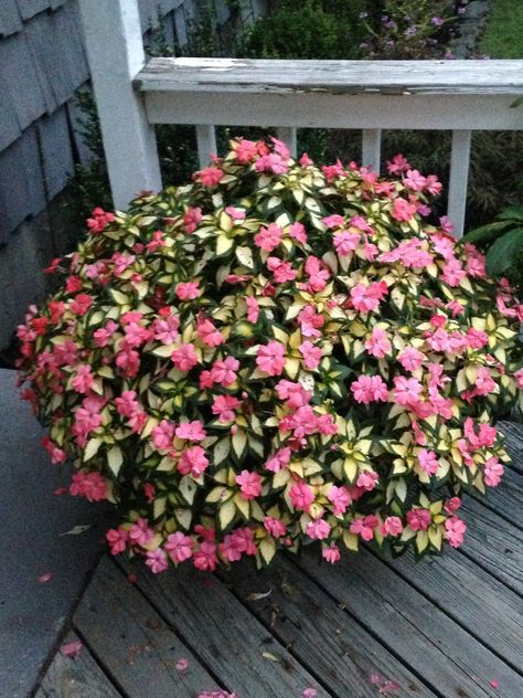 Variegated sun patient in 12 inch pot, full sun all day! Sun Patients Flowers, Plants For Full Sun, Summer Planters, Front Flower Bed, Summer Planter, Full Sun Perennials, Diy Playground, Full Sun Plants, Greenhouse Garden