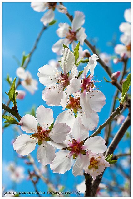 Almond Flower Tattoo, Bible Flowers, Almond Branch, Kos Island, Pretty Flowers Pictures, Kos Greece, Almond Flower, Small Shoulder Tattoos, Apricot Blossom