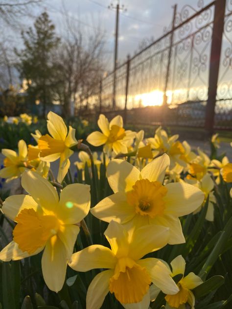 Dafodill Aesthetic, Daphodil Aesthetic, Yellow Daffodils Wallpaper, Pretty Yellow Flowers, Dafidol Flowers, Yellow Daffodils Aesthetic, Dafodill Flower Aesthetic, Flower Yellow Aesthetic, Yellow Spring Aesthetic