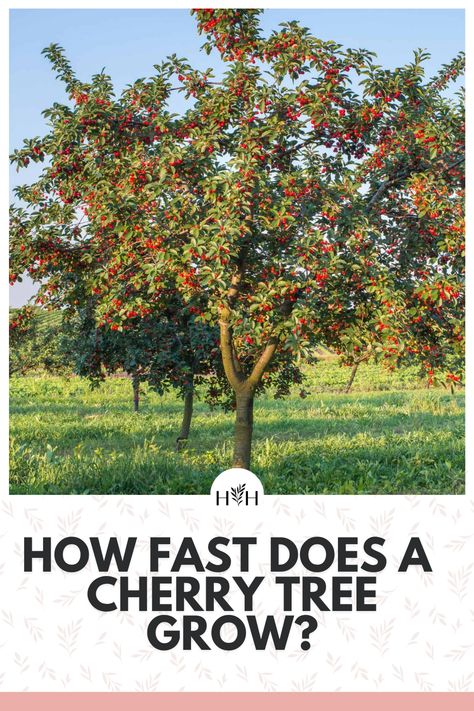 Sweet cherry trees grow about 1 foot each year in good conditions. Young trees purchased at the garden center typically take 3-4 years to start producing fruit. These trees were typically grafted onto 1-2 year-old rootstocks in the nursery, meaning the trees are more like 5 years old when they start fruiting. Cherry trees take about 7-8 years after planting to reach maturity (for a total age of 8-10 years old). Cherry Tree Landscaping, Ground Cherries Plant, Cherry Trees In Landscape, Cherry Tree Garden, Cherry Trees, Planting Cherry Trees, Fruit Garden Landscape, Chokecherry Tree, Cherry Fruit Tree
