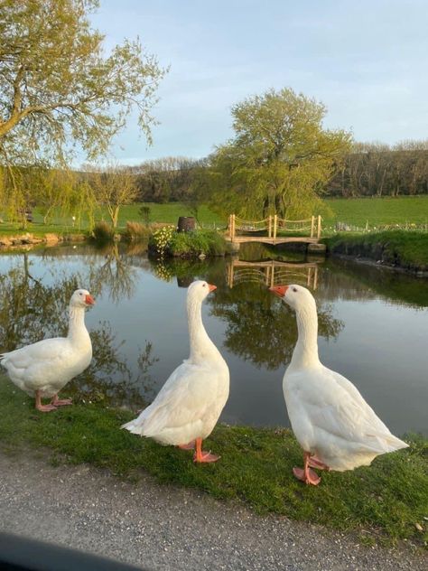 A Soft Life, Runner Ducks, Pet Ducks, Future Farms, Farm Lifestyle, Duck Pond, Soft Life, Pretty Animals, Spring Aesthetic