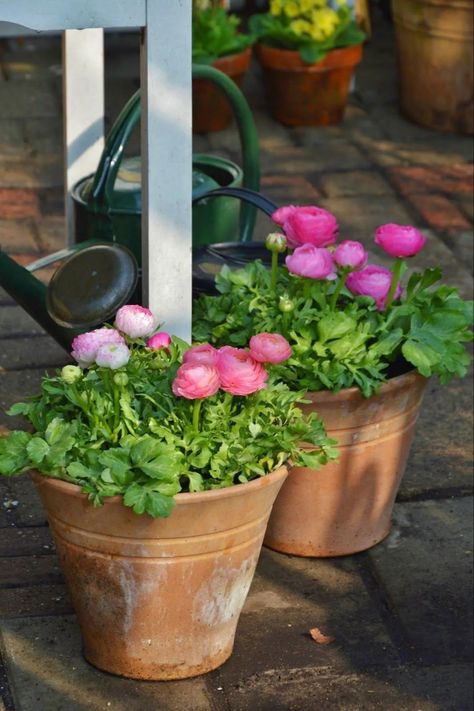 Ranunculus Centerpiece, Ranunculus Garden, Potted Garden, Ranunculus Flowers, Backyard Flowers, Have Inspiration, Garden Containers, Garden Pictures, Spring Bulbs